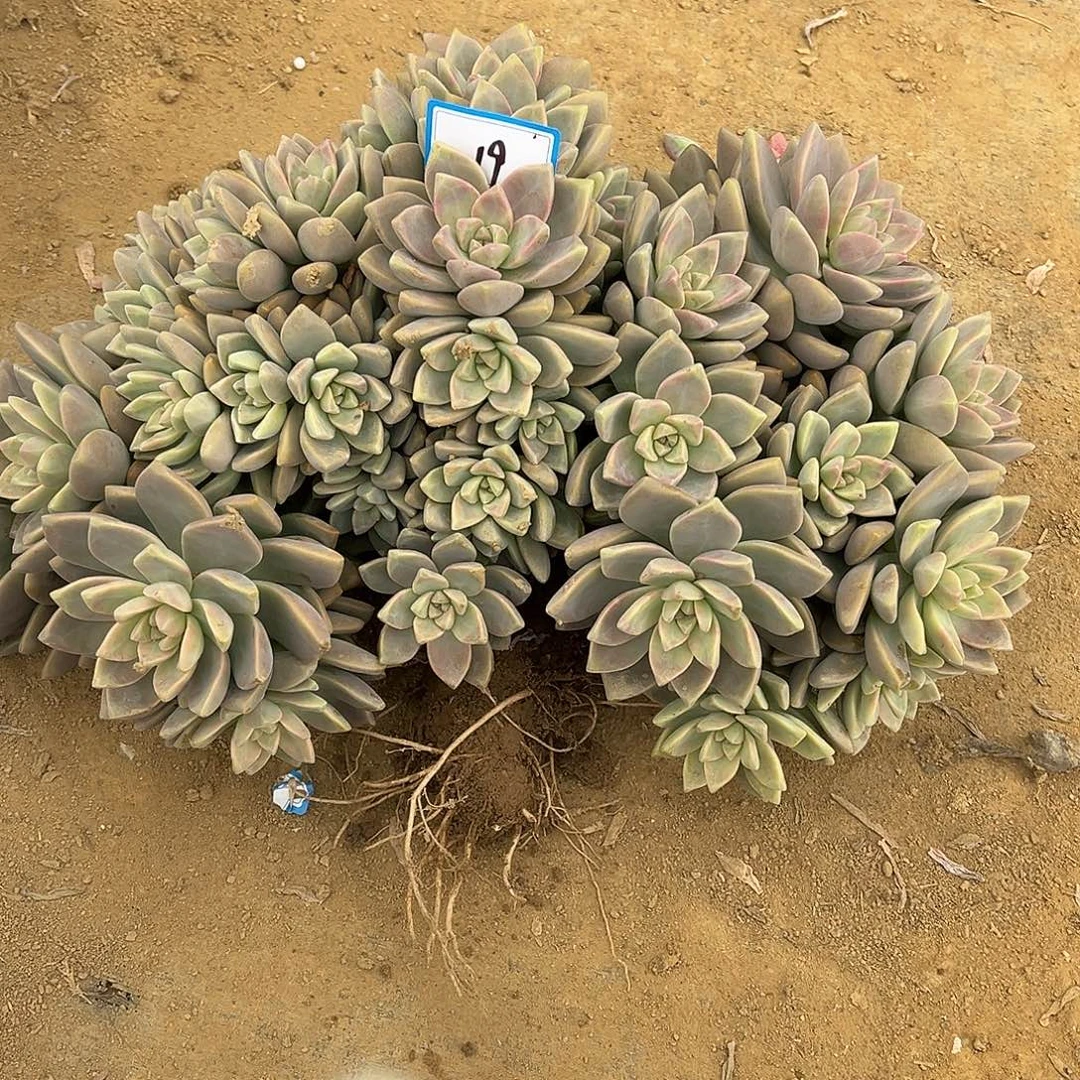 19号淡雪缀化一物一拍