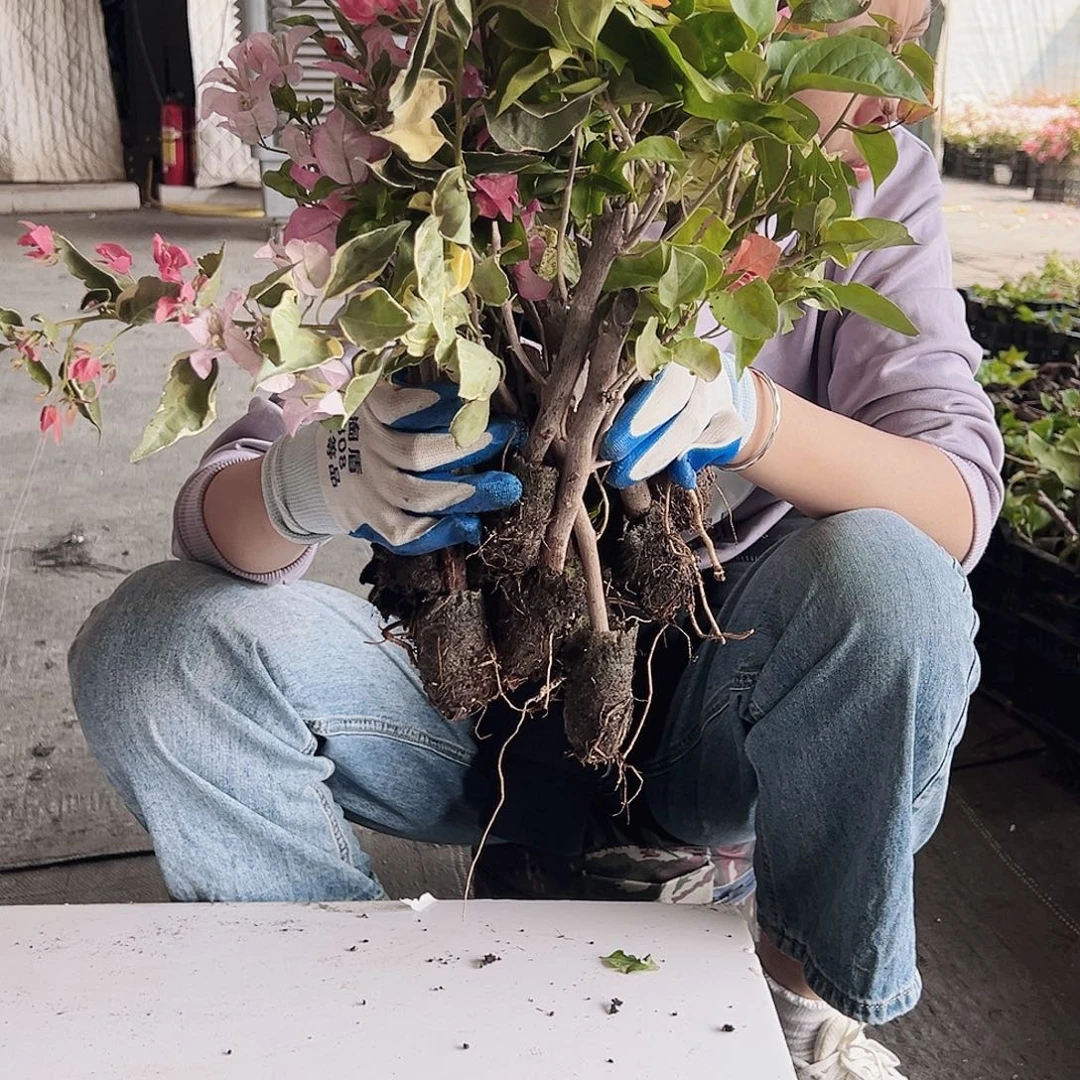 大部分花苞少量开放蛋糕苗10棵，（品种会重复）