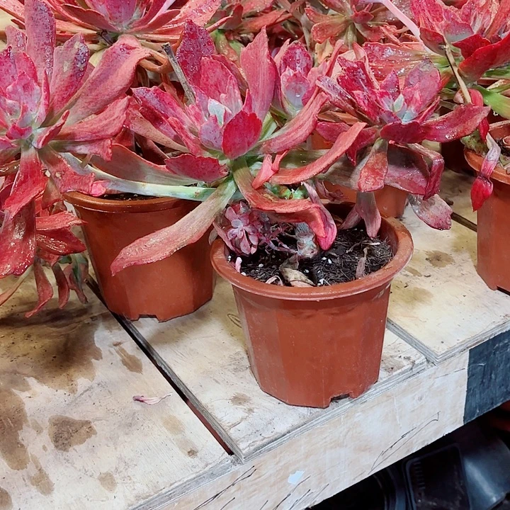 砖石锦开播福利精品多肉