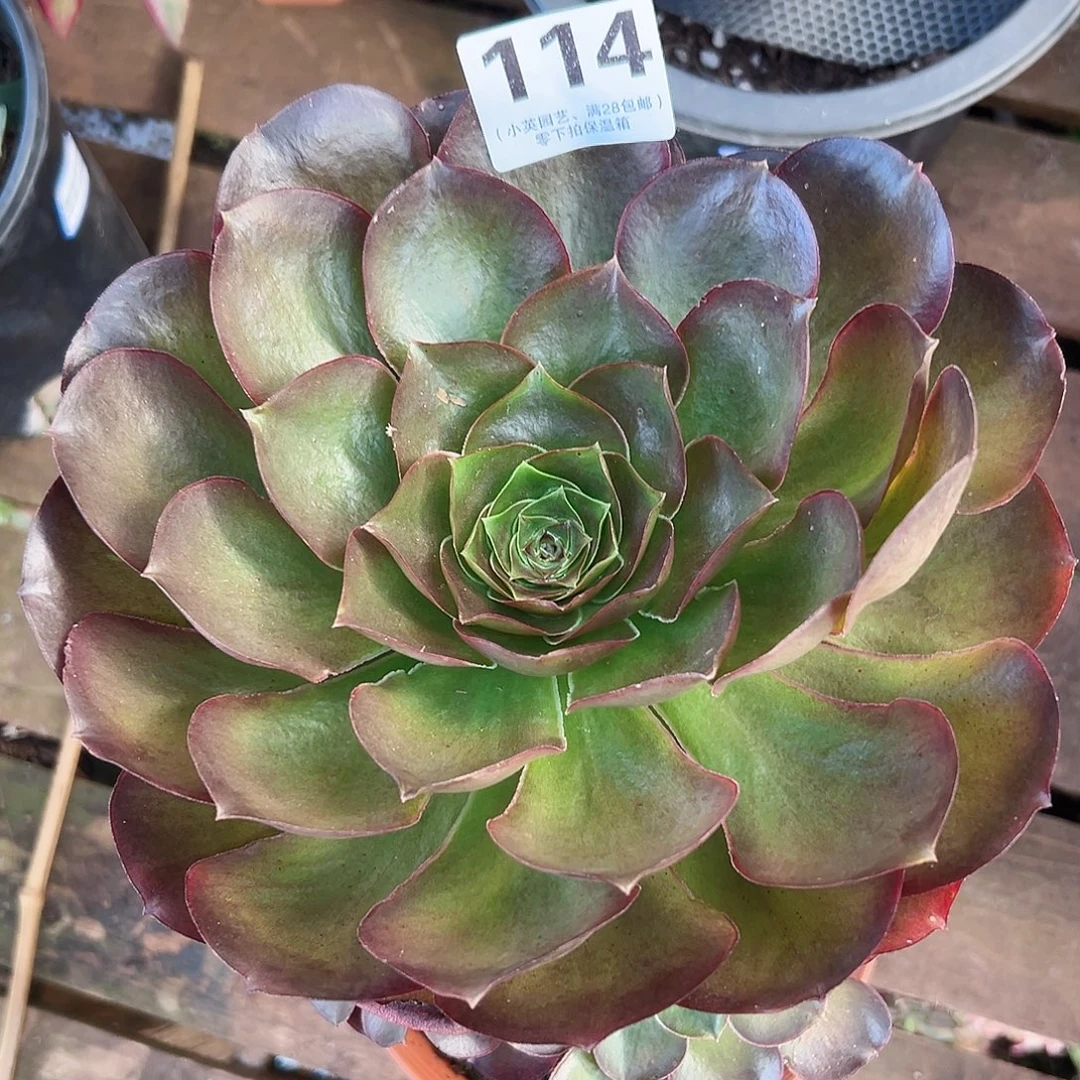 魅金玫瑰114多肉植物多肉植物