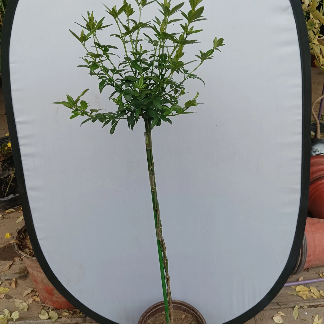 探春花 棒棒糖《挑选主干》高度含盆