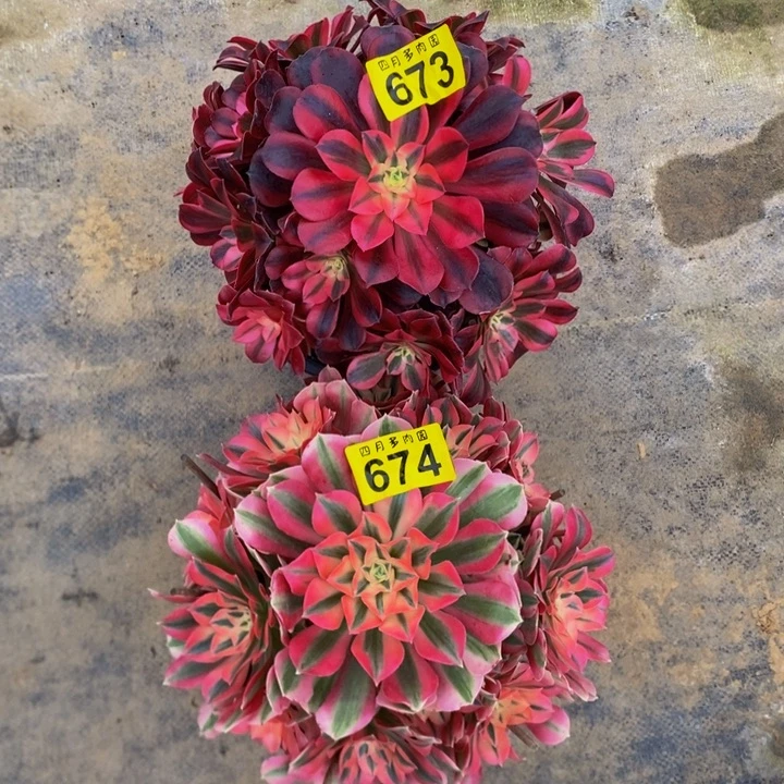 多肉673、674粉女巫