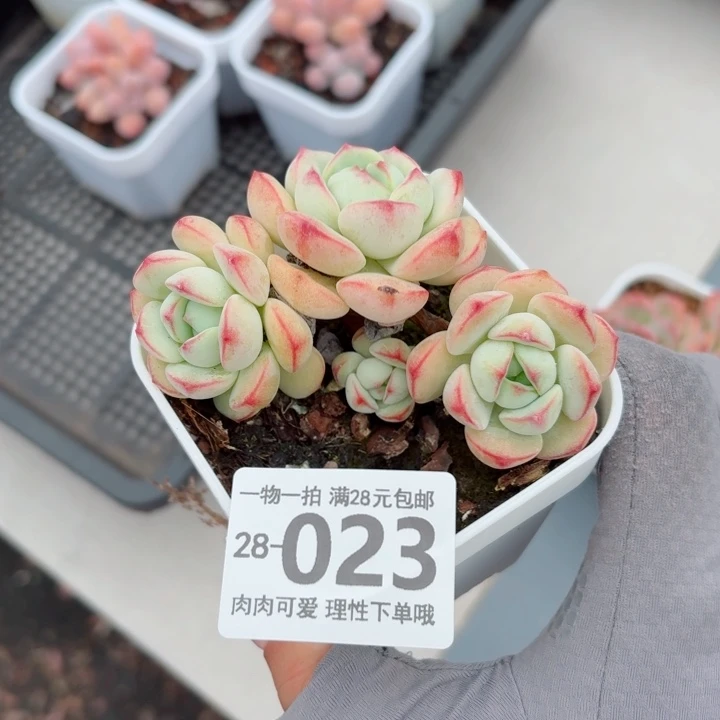 白底香草无盆土无发货无