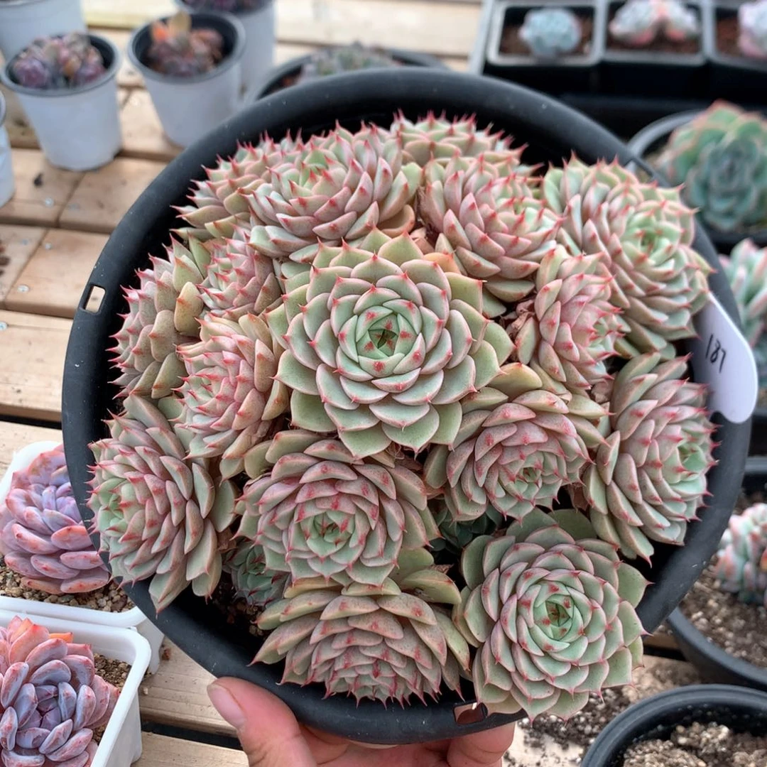 19厘米20头黄金本吧 187