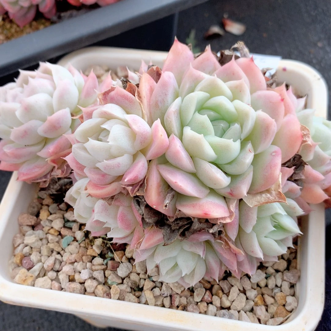 9059杂交多肉植物基地