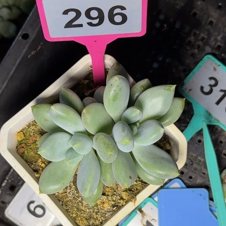 多肉植物胖体哥特296