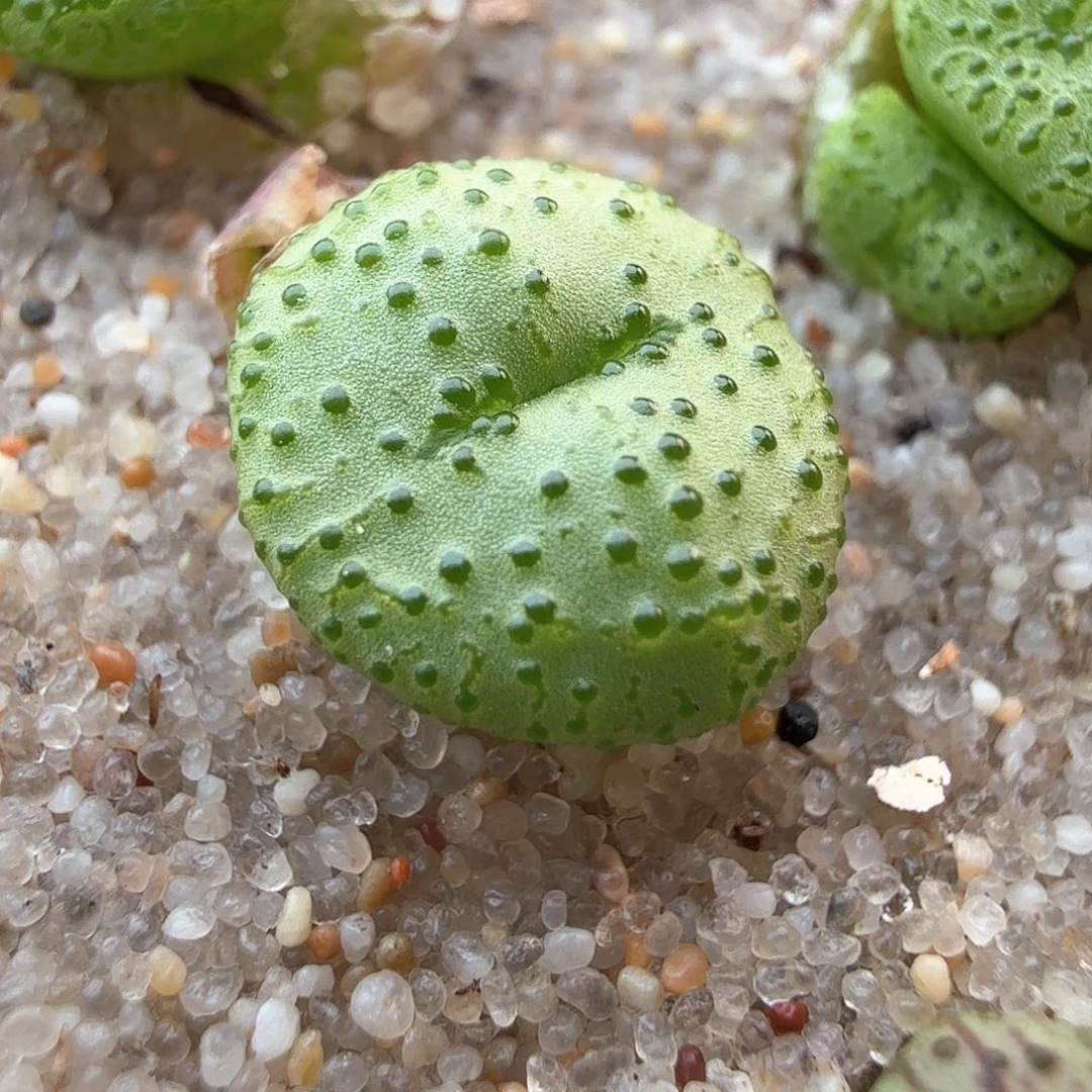 2.18.16/火龙果安贞/多肉植物