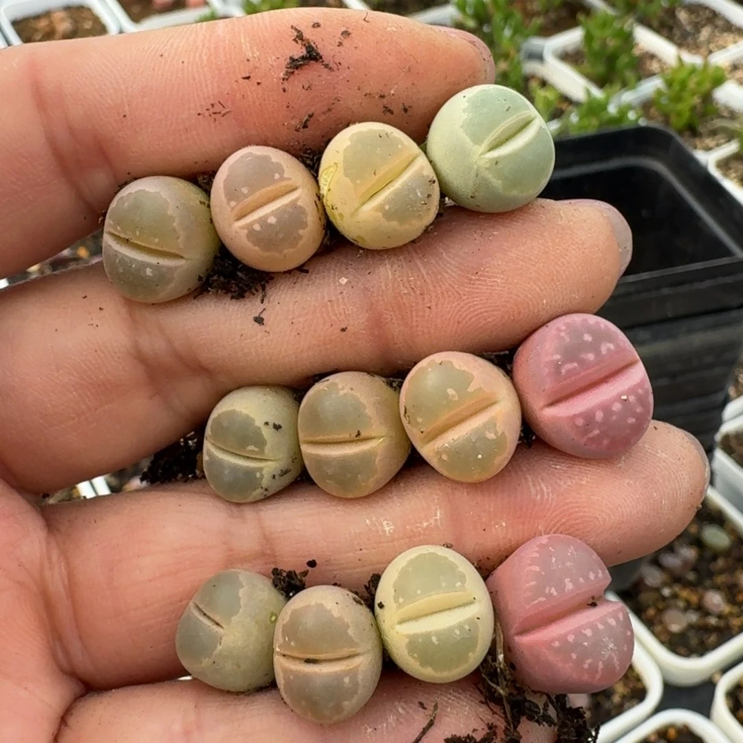 舒**灵264橄榄12颗0000000000