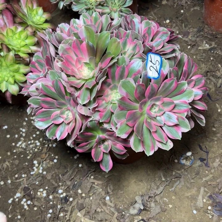 多肉植物粉妖月25