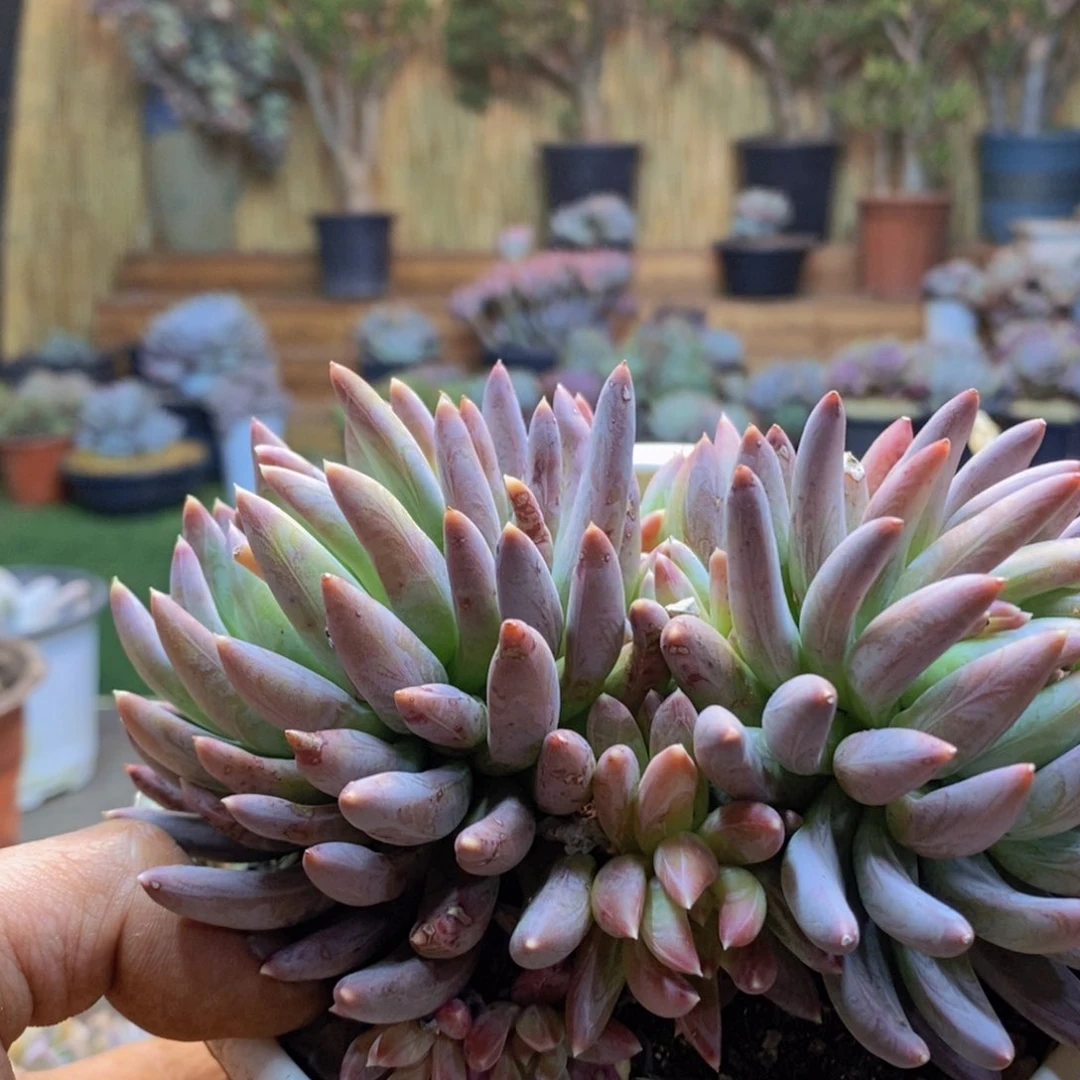 美**量A94炫彩星多肉植物