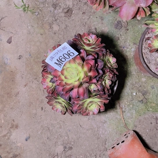 606韶华多肉植物