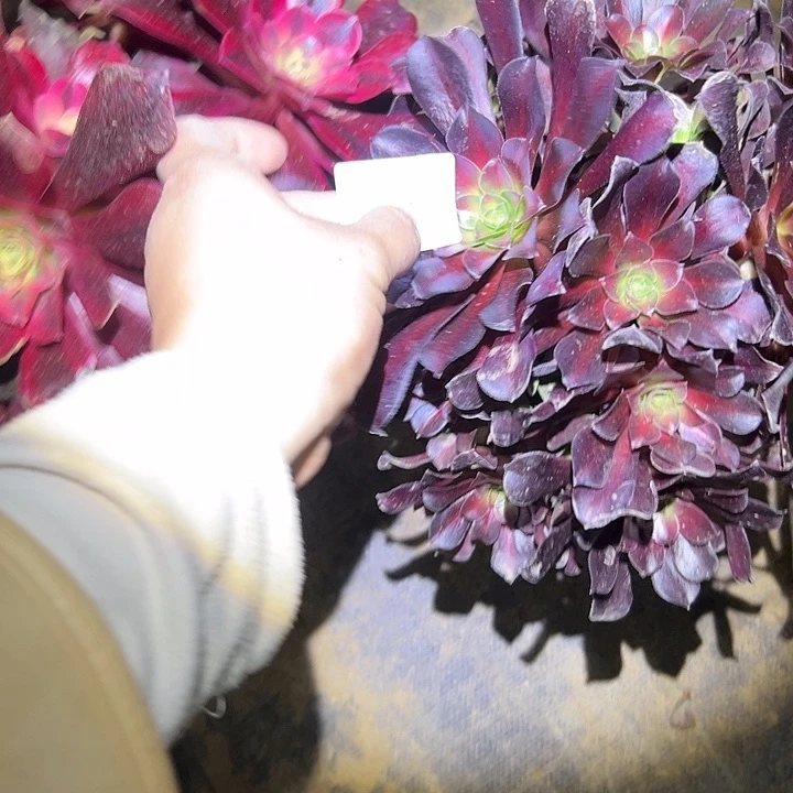 媛*多肉法师植物链接74