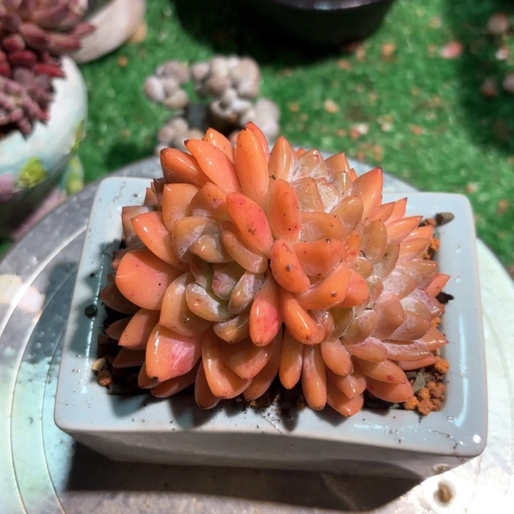 韩橙缀 脱土发货发