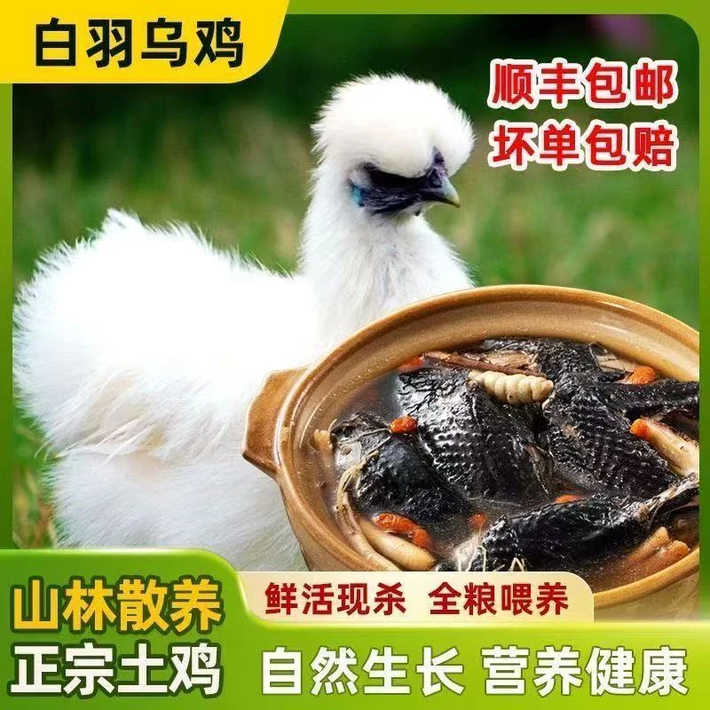 放养白凤土乌鸡800g/只新鲜宰杀顺丰冷链发