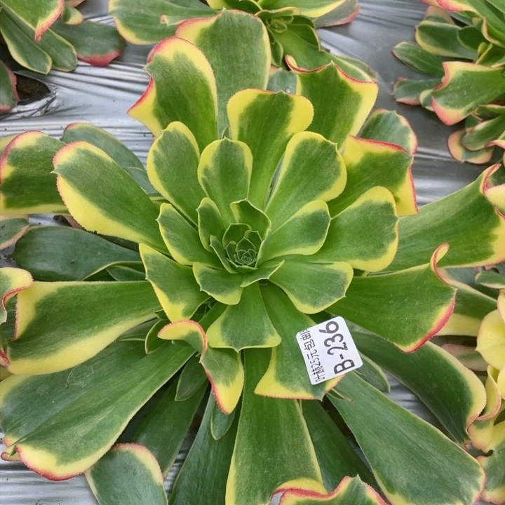 236特斯拉多肉1，12345678