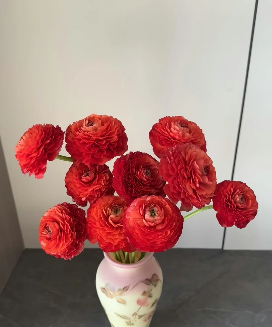 【玖宸花源】丹麦红洋牡丹  高饱和度红 家庭瓶插花