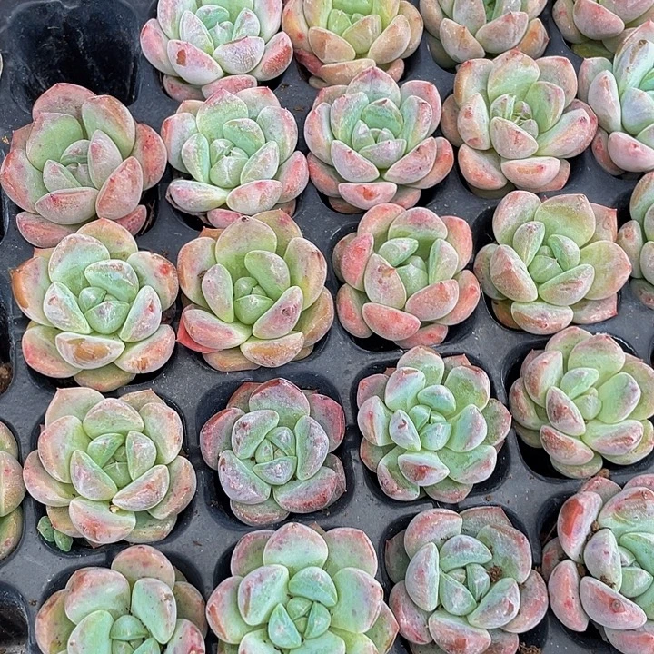 小刚毅1元带土发货