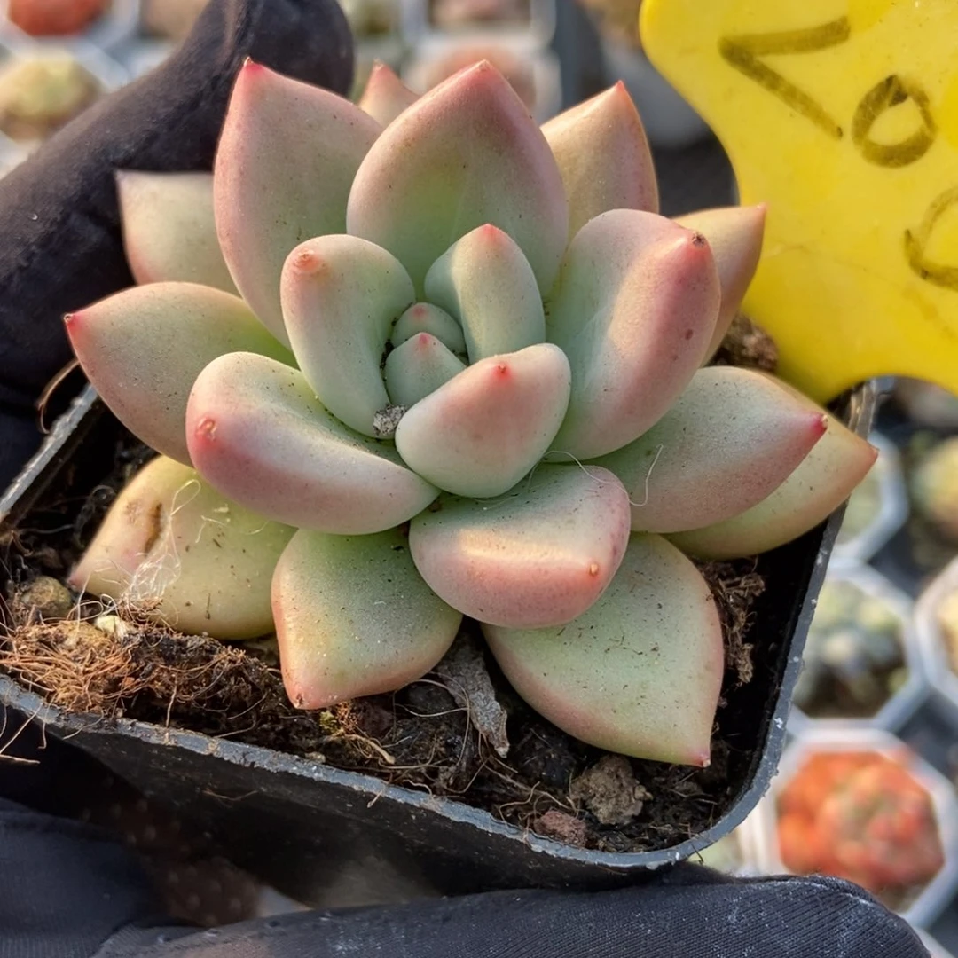 2000杂交多肉植物保护