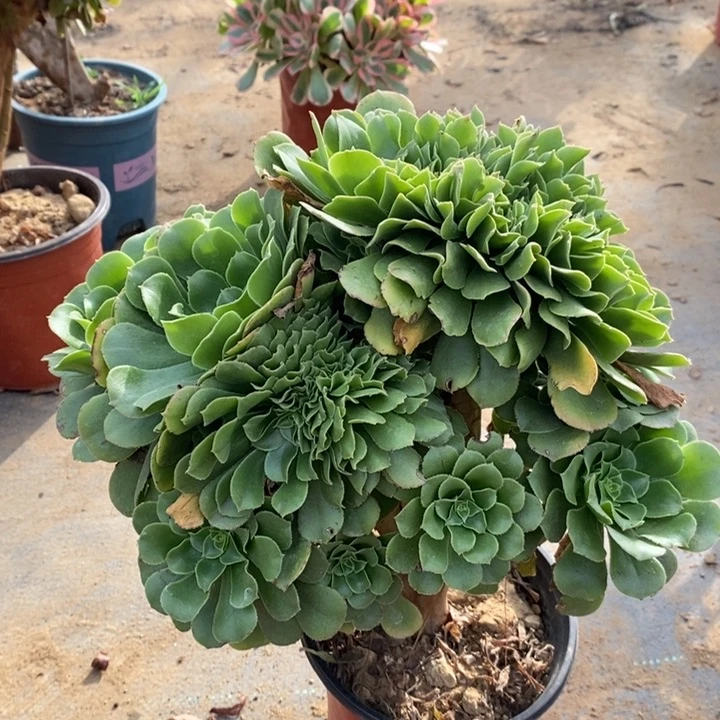 绿羊绒缀多肉植物15。