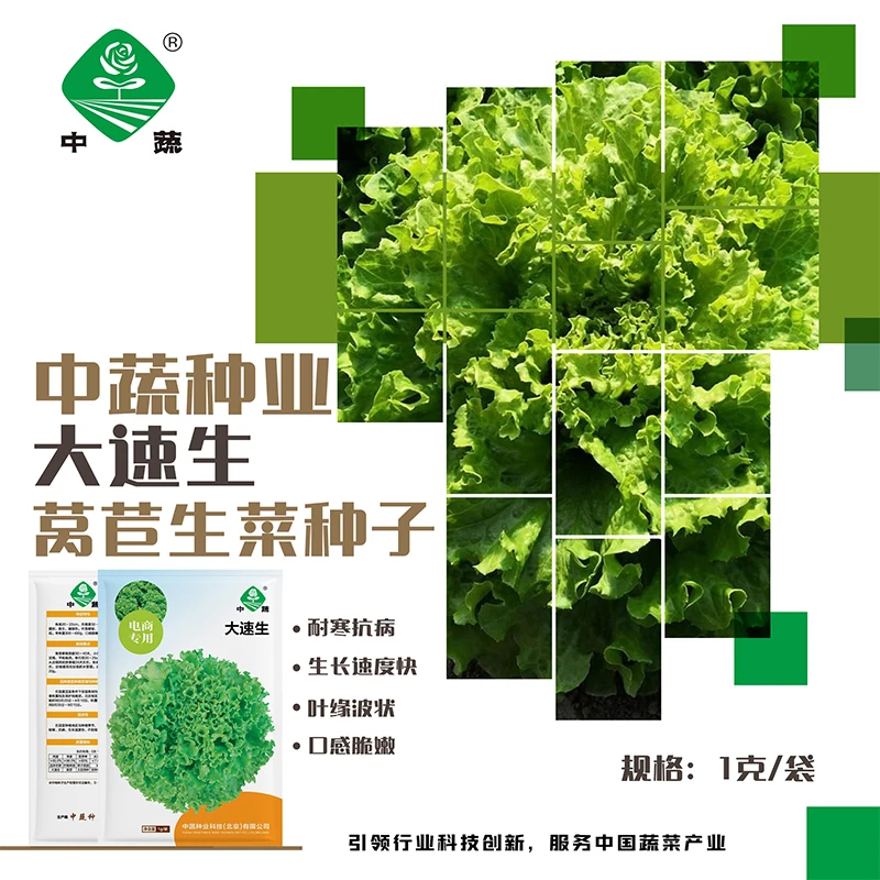ZhongShu/中蔬【农科院】中蔬大速生生菜种子蔬菜种子优质南北方种