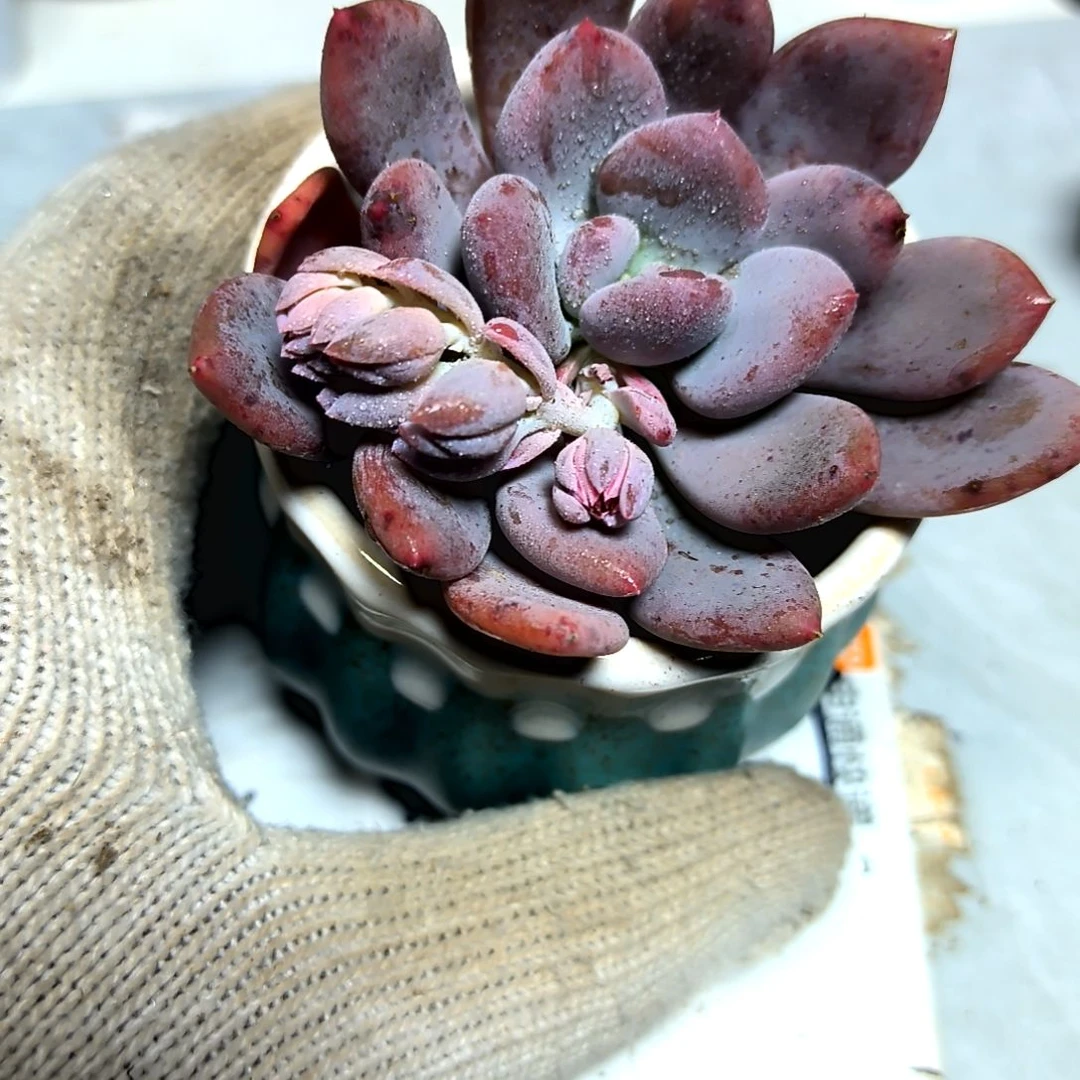 ，满9元包邮，灰姑娘美人大颗老苗