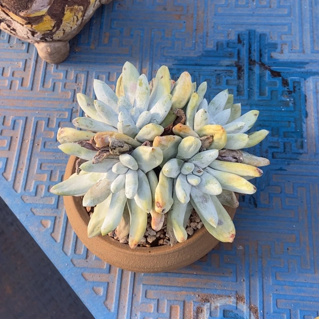 四头红拇指多肉植物
