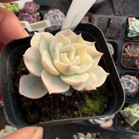 25皮氏姬多肉植物多