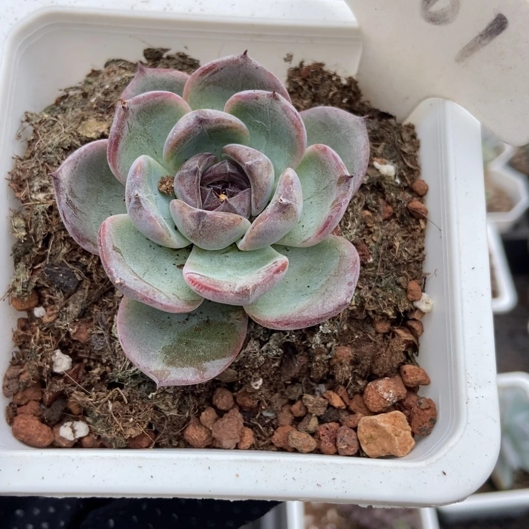 1001哥哥橙子多肉植物