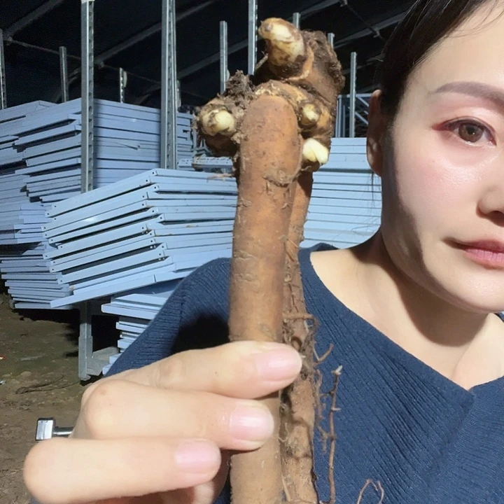 当前无花栽培后可以开花羞涩公主3-5芽