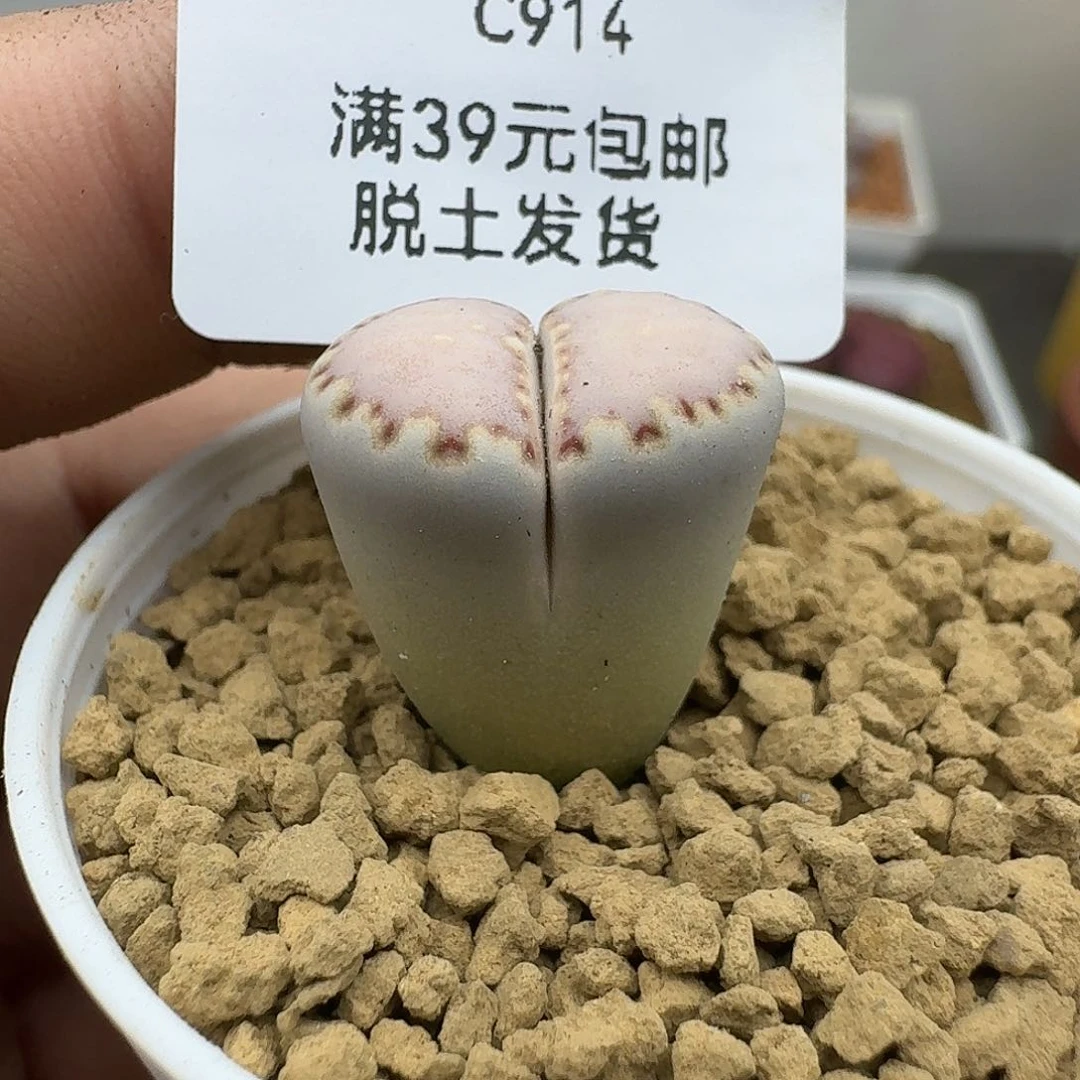 914腿略高哈哈哈哈哈