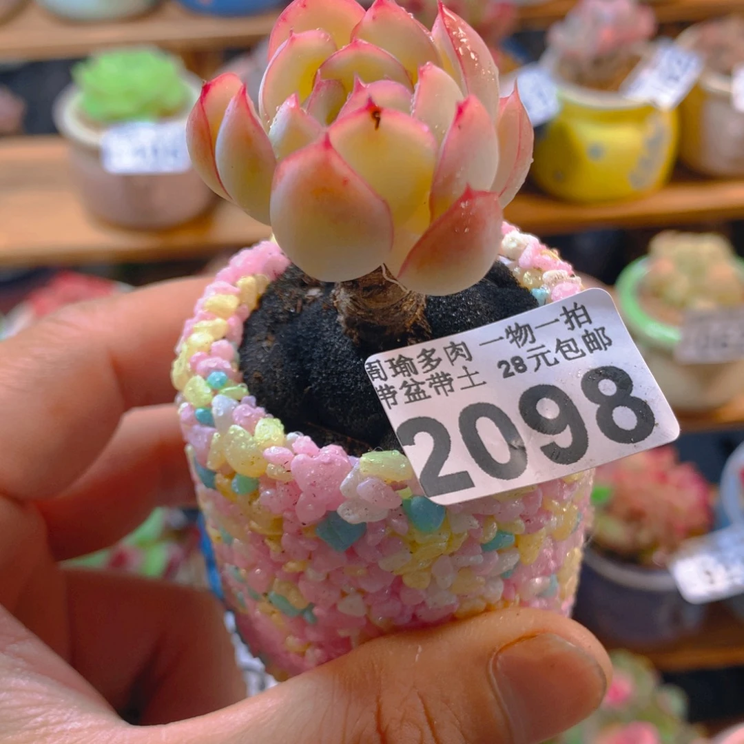 精控多肉植物2098