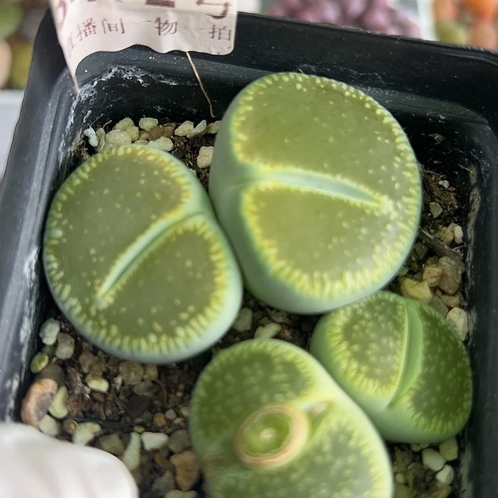 8472 好养易活生石花大母本两颗