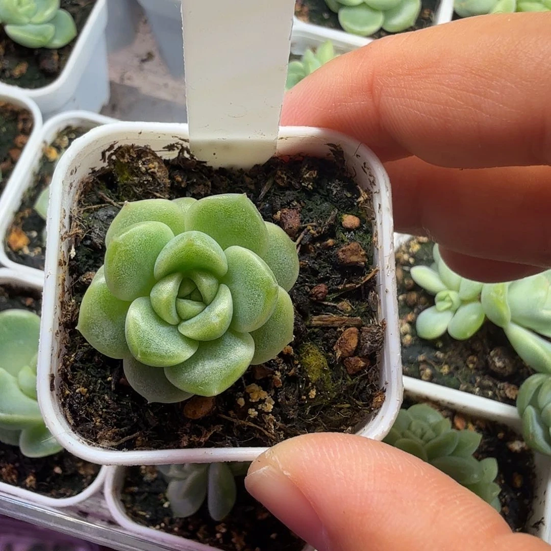 楼兰甜心单头一物一拍