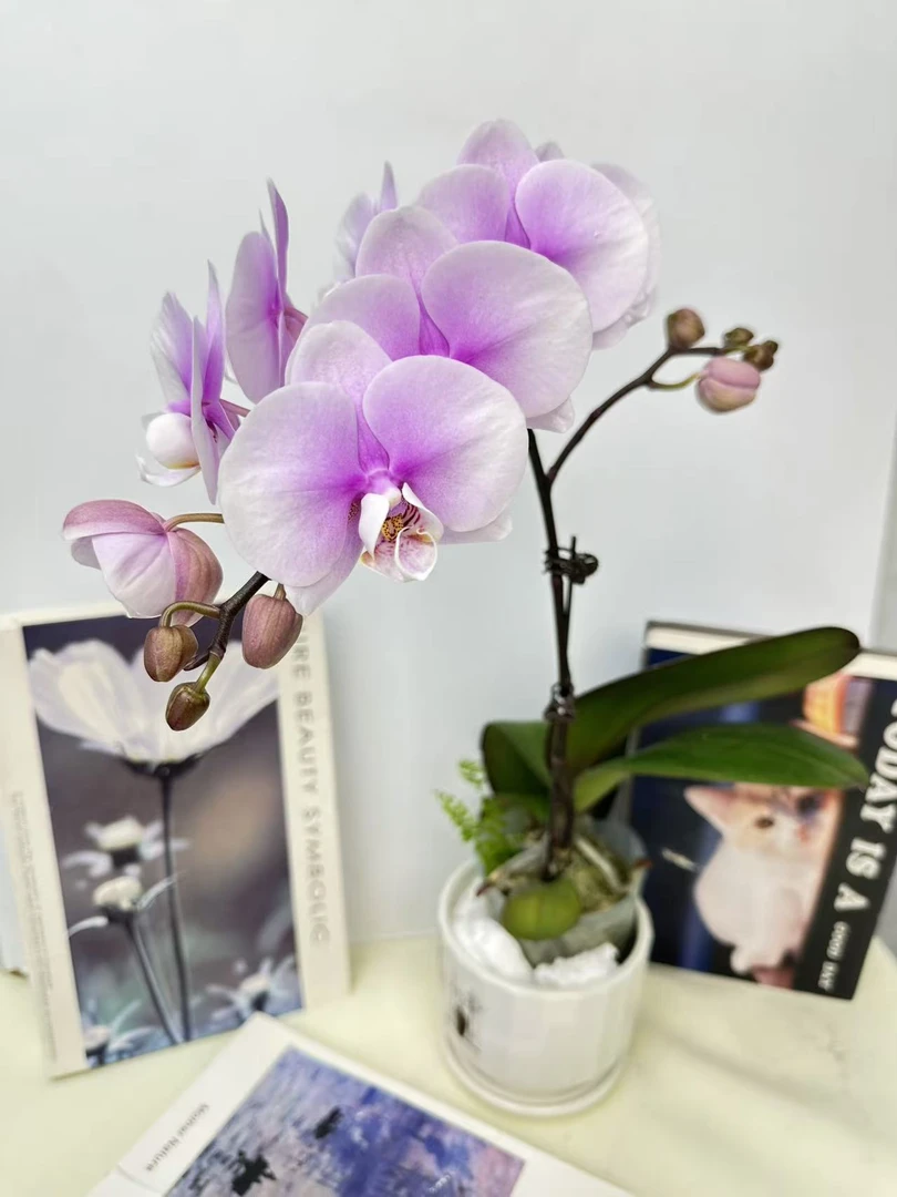 蝴蝶兰【梦幻情人】鲜花盆栽室内观赏花花佛山基地直发好养易活