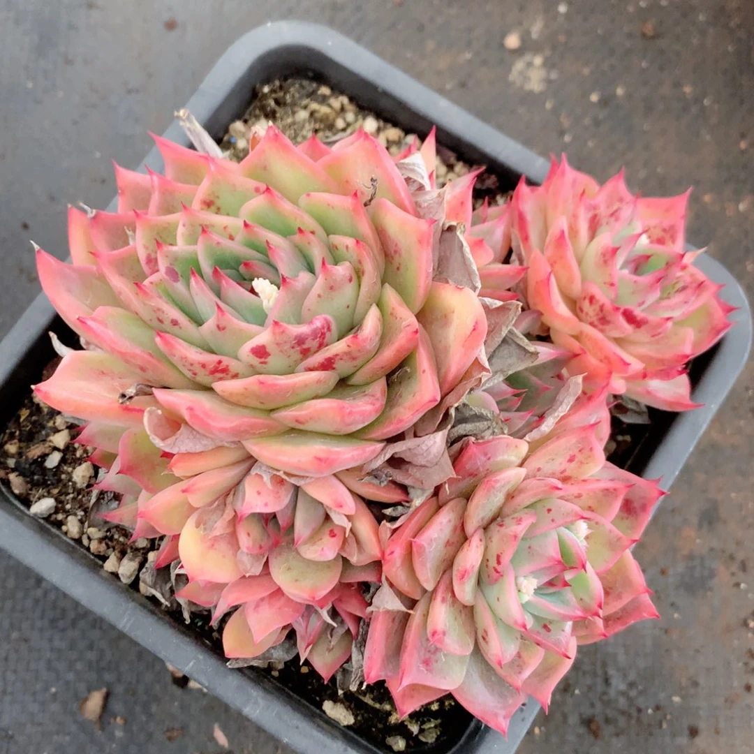 8989杂交多肉植物基地