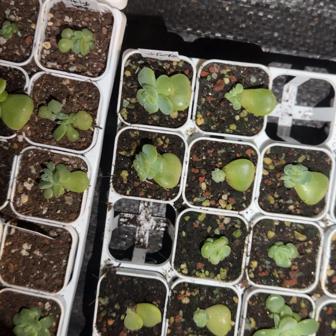 水晶糖中盆3床一个满25包邮
