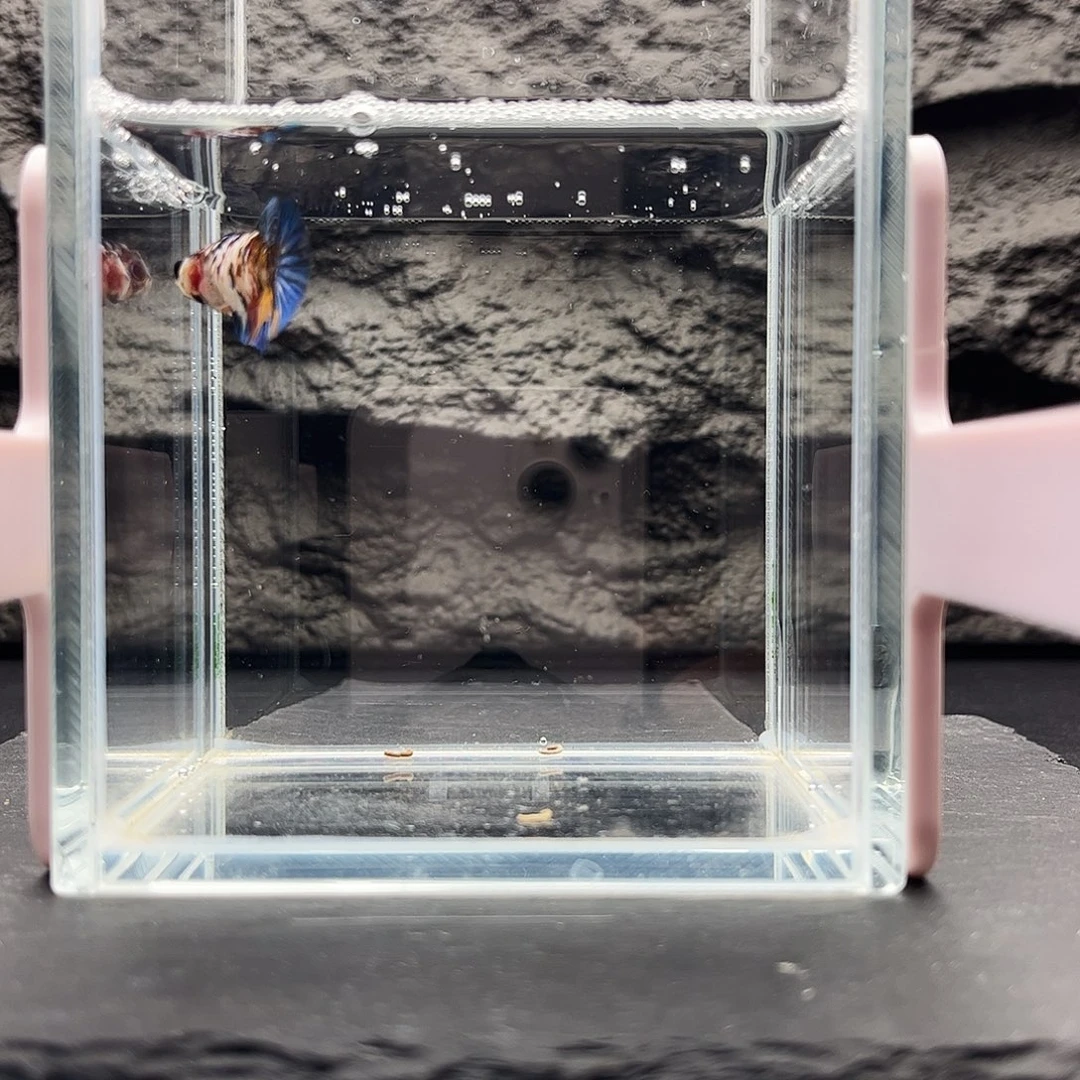 海水鱼宙斯斗鱼竞拍1-3