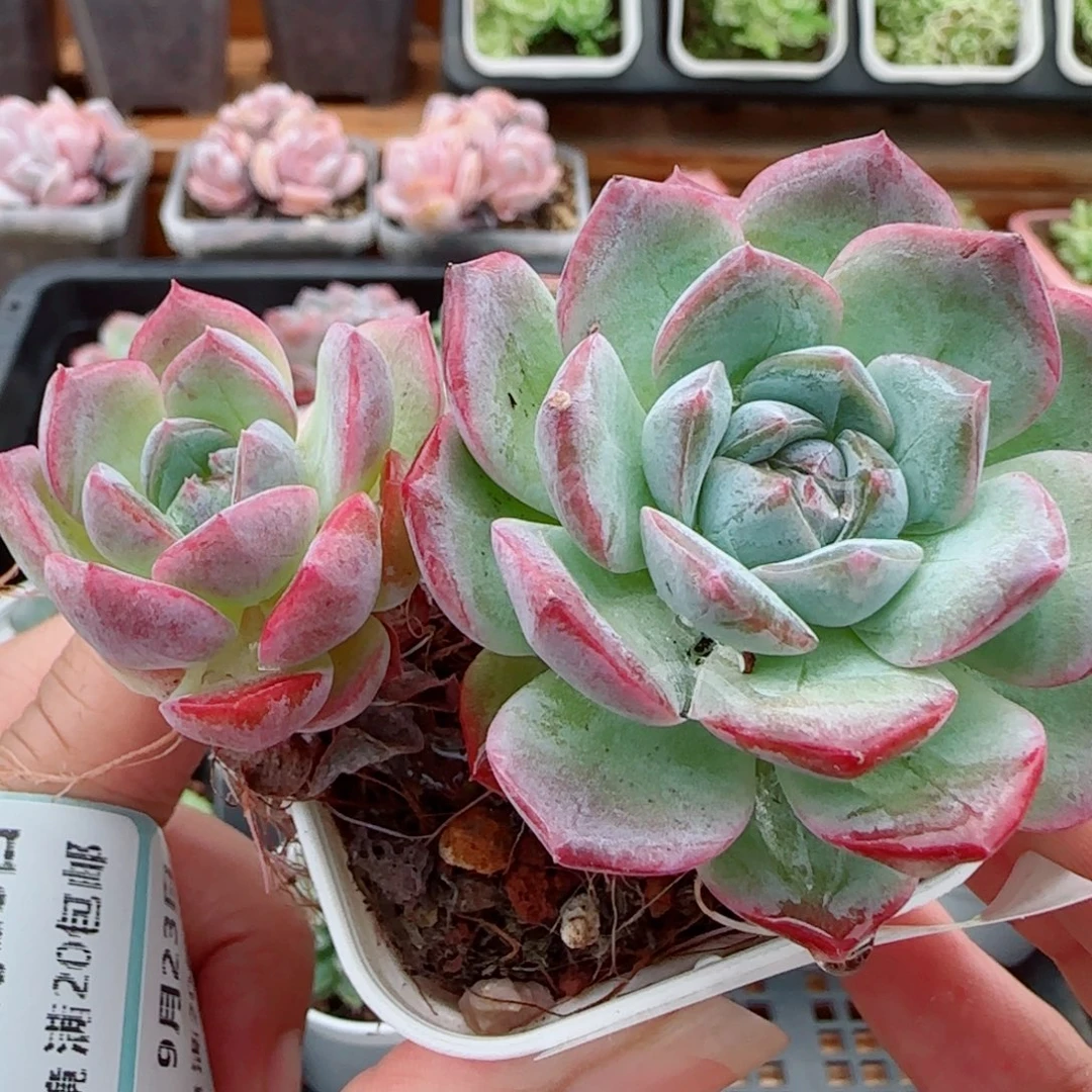 花语逸镜0923-122糖心