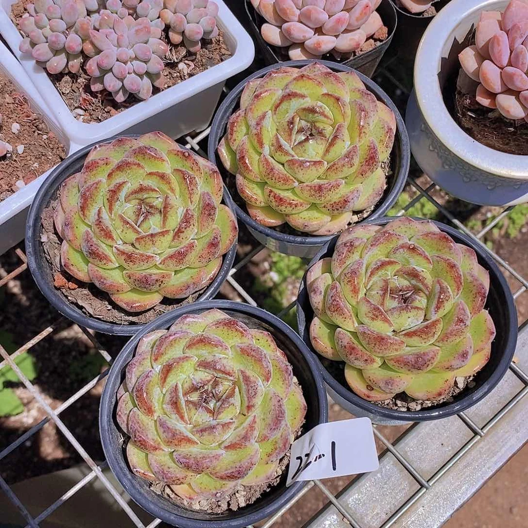 22-1- 胖胖二代黑橙单头福利一颗 量拍