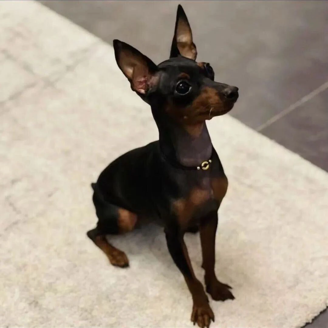 小鹿活体狗狗可爱宠物活体狗狗