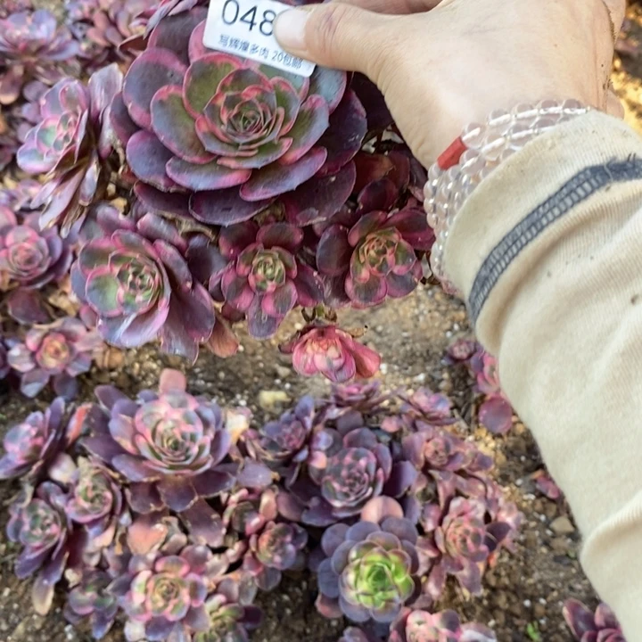 04811魅金玫瑰金多肉植物