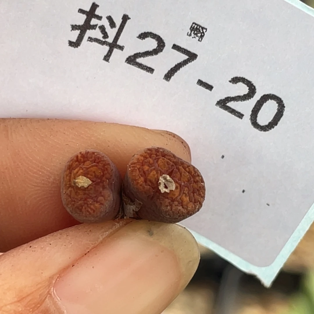 27-20朱雀勋章多肉植物