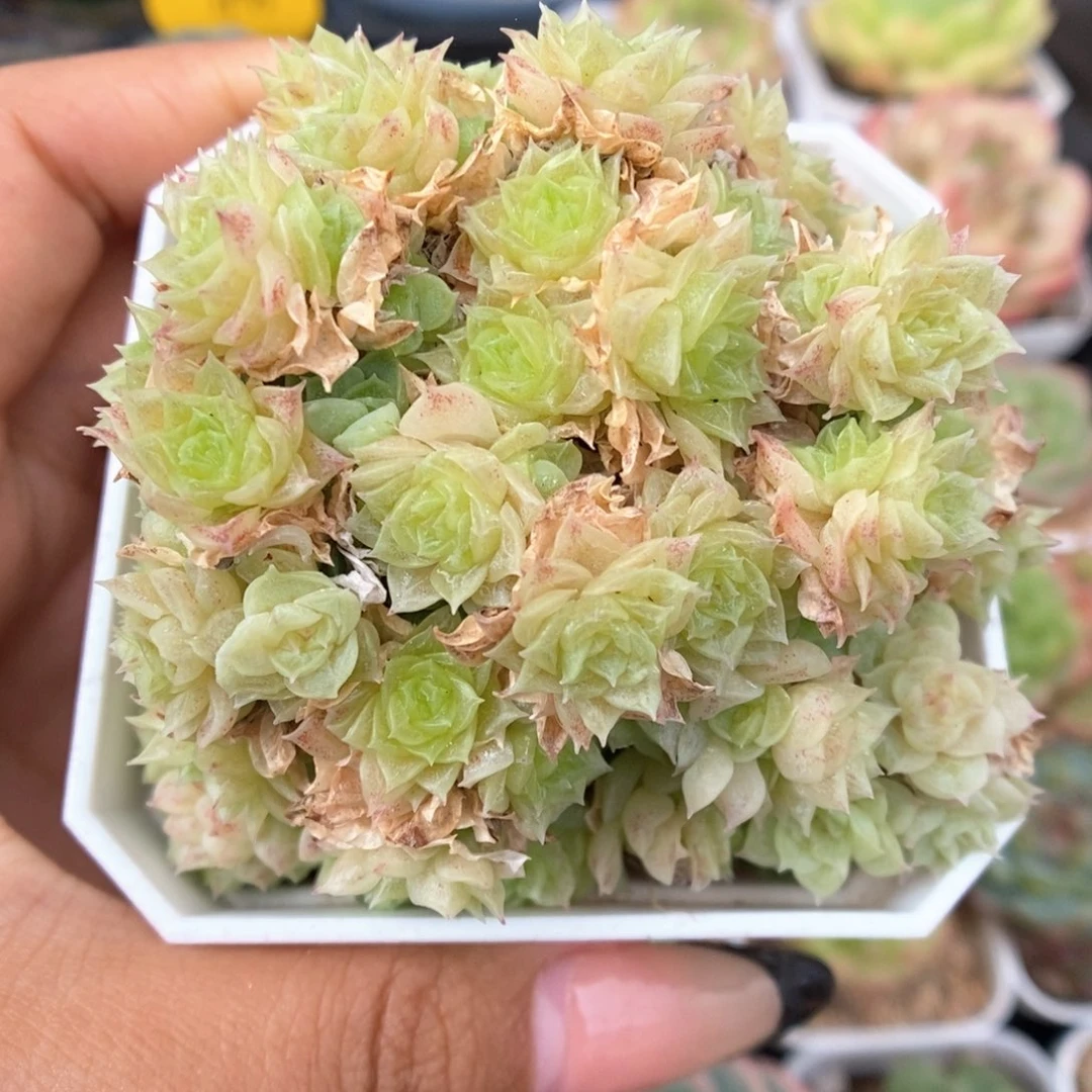 朵朵麦秆群生447号