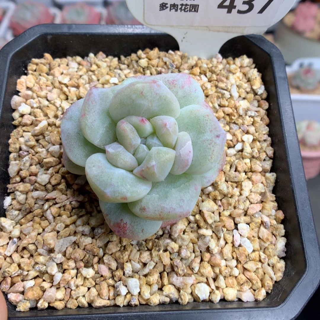 437韩货冰玉石化多肉植物