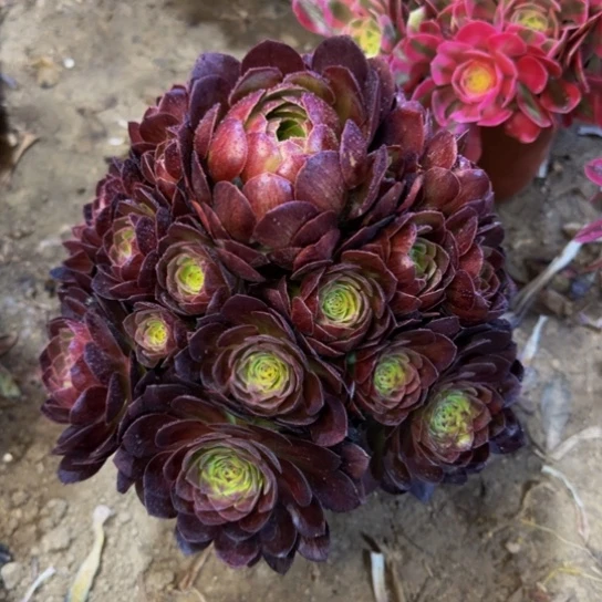 万黑13.88加急发明天早上