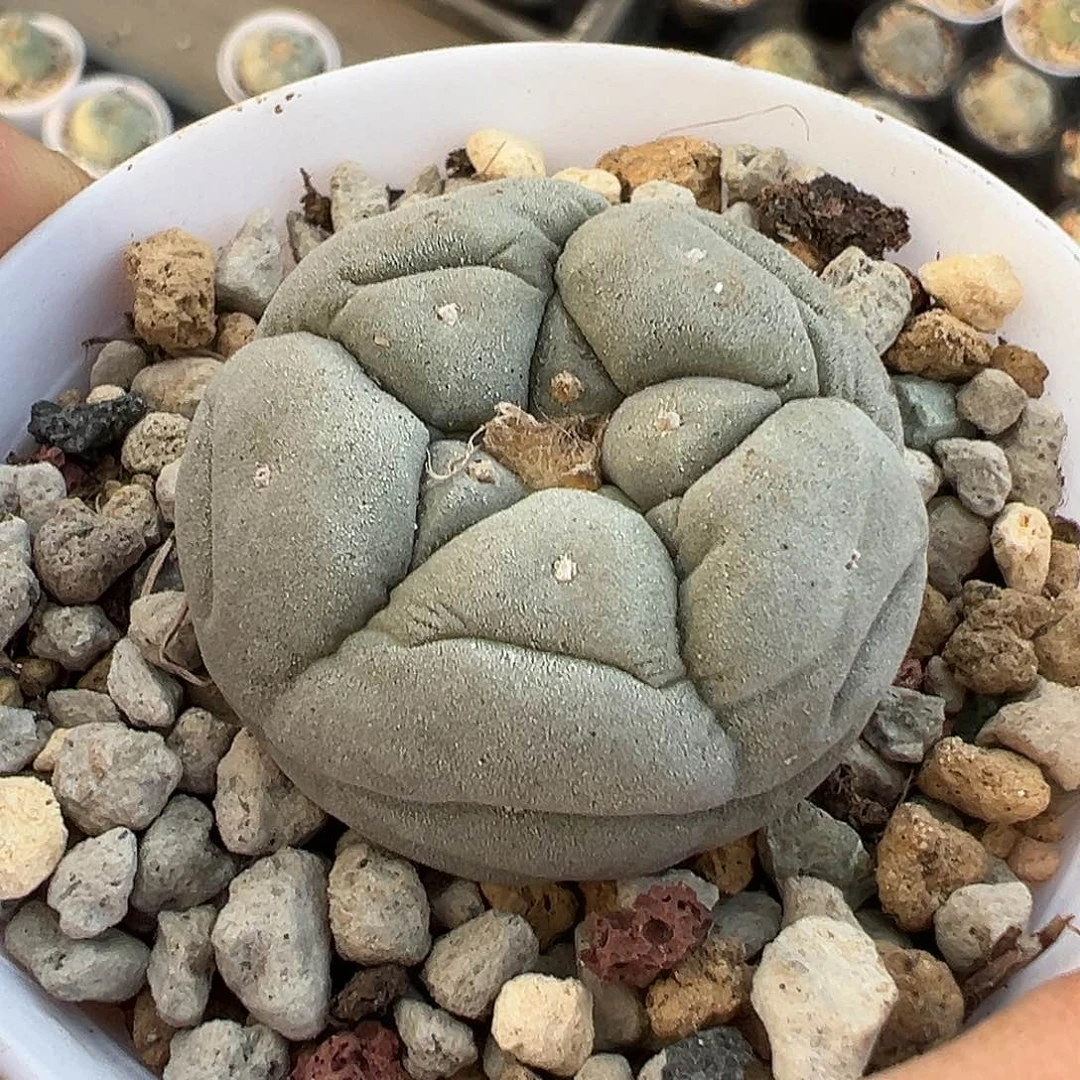 粥**吖实生白肌宽u银 仙人球