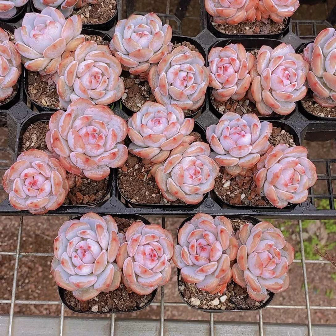 0602- 双头黑方星星橙福利一颗 量拍