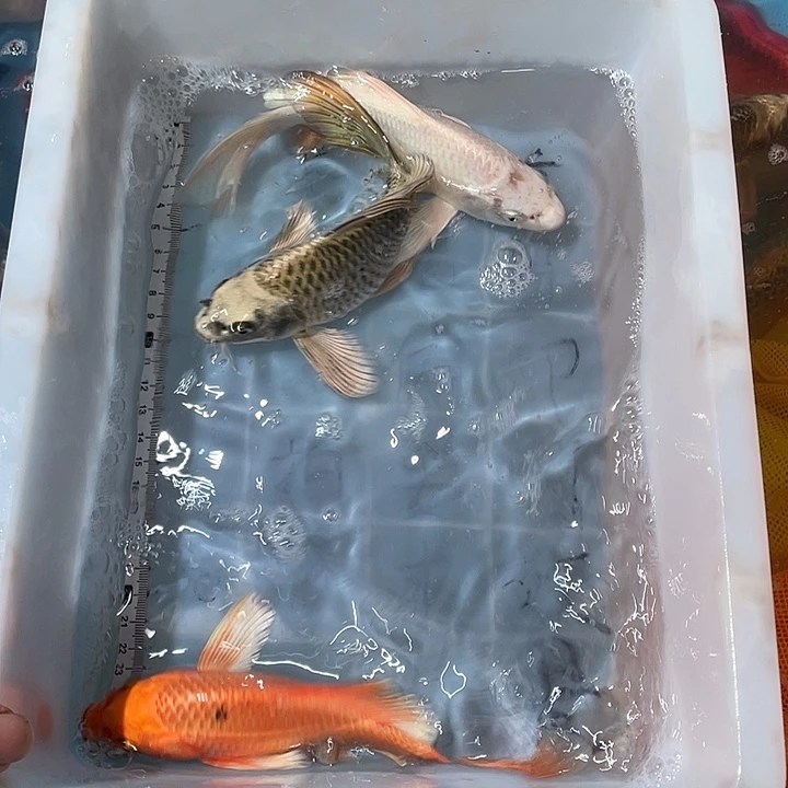 蝴蝶鲤鱼渔场直发23