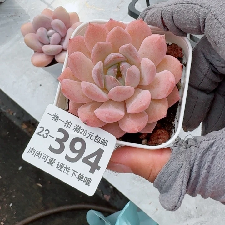 颂歌多肉无盆土发货无盆土