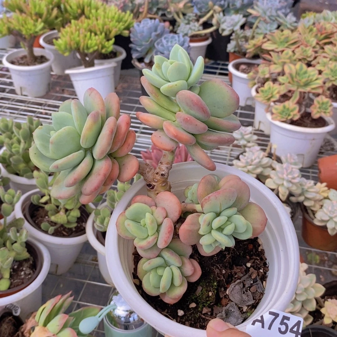 754貂蝉老桩一物一拍